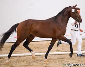 Kanjer (by Arlando x Flemmingh) at the second pre-selection day for the 2018 KWPN Stallion Licensing :: Photo © Digishots