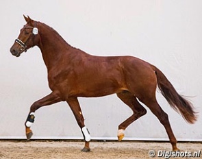 Kibo (by Jazz x Totilas x Florencio) at the pre-selection for the 2018 KWPN Stallion Licensing :: Photo © Digishots