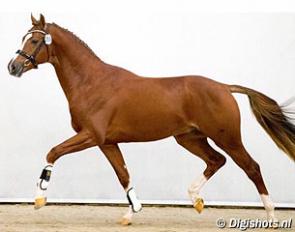 King Fan Weerdenbras (by Dark Pleasure x Don Primero x Wellington) at the pre-selection :: Photo © Digishots