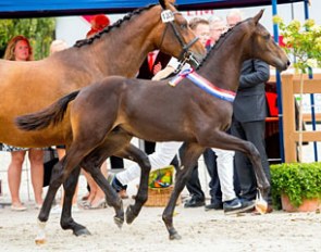 Metallic (by Franklin x Davino VOD) :: Photo © Digishots