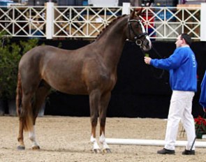 Fifty Shades of Biolley (by Fiderbach x Codex) at the 2017 SBS Stallion Licensing in Gesves, Belgium