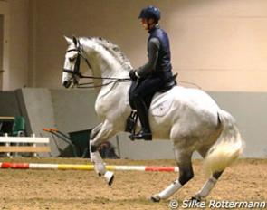 Justin Verboomen on the 9-year old Lusitano Distinto (by Soberano)