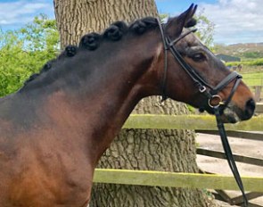 Godrics Stud's Caesar 161 (by Condor x Askan) on his 28th birthday
