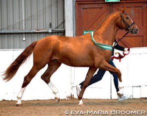 Woodlander Wild Love at the 2017 British Futurity Championship :: Photo © Eva-Maria Broomer