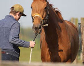 Johannes Rantner doing some initial ground work with Javelin while Fortuny gets trailer loading practice first