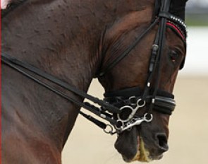 Brandtoftes Sjubell in a double bridle with a Baucher snaffle