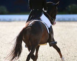 Daniel Bachmann Andersen and Blue Hors stud's Don Olymbrio