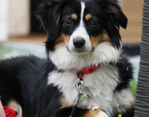 Beautiful dog