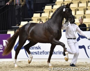 Fredensdal Fifty Cent (by Franziskus x Donnerball x Michelangelo) at the 2017 Danish warmblood stallion licensing in Herning :: Photo © Ridehesten