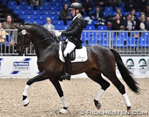 Jan Christensen on the 5-year old Romeo at the 2017 Danish Warmblood stallion licensing :: Photo © Ridehesten