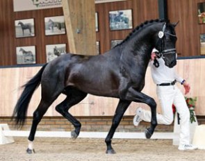 D'Joep, Stallion with the Best Trot at the 2017 NRPS Stallion Licensing :: Photo courtesy NRPS