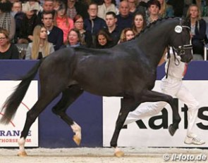 2017 KWPN licensing champion Jameson :: Photo © LL-foto