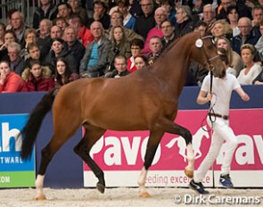 Jonkheer ter Kwincke at the 2017 KWPN Stallion Licensing :: Photo © Dirk Caremans