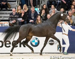 Just Wimphof at the 2017 KWPN Stallion Licensing :: Photo © Dirk Caremans