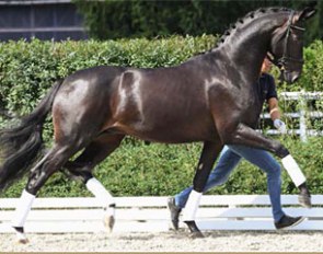 Danciano x Sir Donnerhall future prospect
