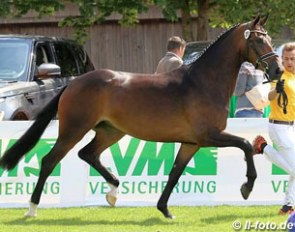 Ratina B, winner of the 2017 German Mare Championship in Lienen :: Photo © LL-foto