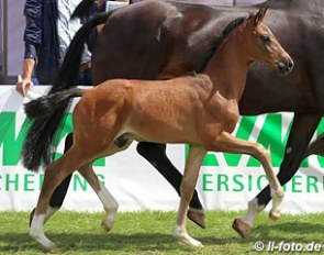 Sir Heinrich x Furst Grandios