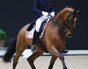 Emile Faurie and Bohemo Tinto (by De Noir) at the 2017 CDI Lier :: Photo © Astrid Appels