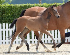 Filly by Frascino x Rubin Royal at the 2017 Oldenburg Foal Inspection in Lodbergen :: Photo © Tanja Beckers