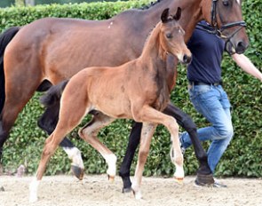 The colt champion by For Romance I OLD at the 2017 Lodbergen Foal Championship :: Photo © Tanja Becker