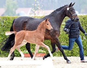 Selected for the Oldenburg Summer Mixed Sales auction at the 2017 Lodbergen Spring Foal Inspection: filly by For Romance I OLD x Blue Hors Romanov (Breeder.: Lilian Sanktjohanser, Löningen) :: Photo © Tanja Becker