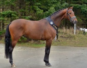 Preussenstern, champion of the 2017 Danish Trakehner Stallion Licensing