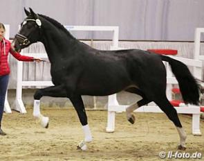 The Goldberg x Cristallo I offspring at the pre-selection for the 2017 Westfalian Stallion Licensing :: Photo © Astrid Appels