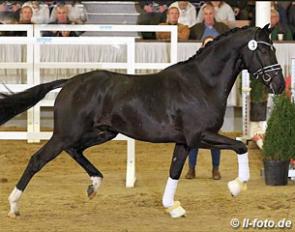 Vitalis x Dancier