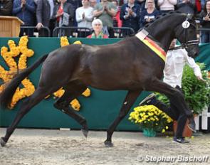 Kaiser Milton, champion of the 2017 Trakehner Stallion Licensing :: Photo © Stephan Bischoff