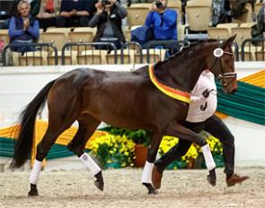 Krishna, Trakehner Mare of the Year 2017 :: Photo © Stefan Lafrentz