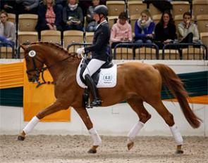 Tudor, top seller of the 2017 Trakehner sport horse auction :: Photo © Stefan Lafrentz