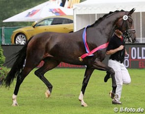Fürstin Gesine (by Furst Heinrich x Sir Donnerhall x Don Schufro) :: Photo © LL-foto