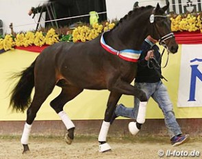 The 2017 Mecklenburg Stallion Licensing champion by Furstenball x Sandro Hit :: Photo © LL-foto