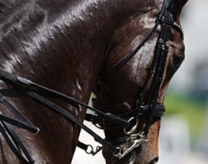 Danielle van Mierlo's Azzurro (by Rhodium x Krack C)