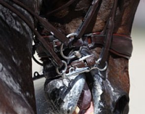 Bridle contact far from the goal of dressage: lightness (and harmony)