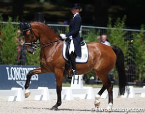 Marieke van der Putten's KWPN x Harness cross Zingaro Apple (by Painted Black x Renovo) was too hot to trot in the Grand Prix. The strong moving bay was tense and Marieke had to work hard to keep the lid on the cooker
