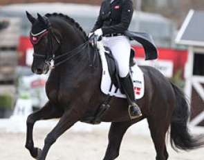 Pernille Pilborg on the stunning mover Holgaards Armani (by Sir Donnerhall x Florestan). The horse has a smashing trot, but is still unable to carry himself well enough, so he got either tight or dropped behind the vertical in trot. One to watch