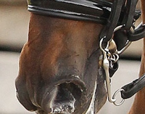 A muzzle with trimmed whiskers :: Photo © Astrid Appels