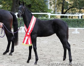 La Finessa, filly champion at the 2017 Austrian Warmblood Foal Championships :: Photo © Stefan Seiberl