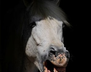 Horse heaven