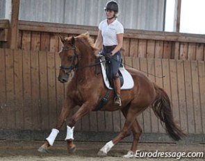 Javelin showing some baby canter work