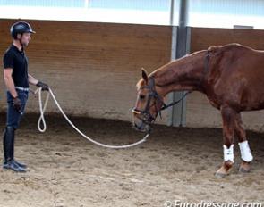 Warwick McLean doing ground work with Javelin. Warwick is able to stand further away from Javelin, while she stands relaxed with the neck dropped :: Photo © Astrid Appels