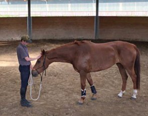 Johannes working Javelin in the rope halter on one of her first days of doing ground work