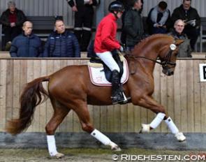 Springbank II at the 2017 Danish Warmblood Autumn Stallion Performance Test :: Photo © Ridehesten