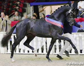 Benefit (by Belantis x Sir Tender), champion of the 2017 Oldenburg Stallion Licensing :: Photo © LL-foto