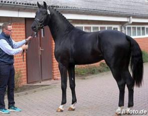 Farrell x Diamond Hit colt selected for the 2017 Oldenburg stallion licensing :: Photo © LL-foto