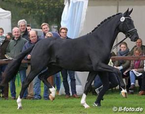 Dancier x Weltmeyer, full brother to Delorean