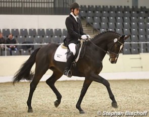 Herbsttänzer at the 2017 German Stallion Sport Test in Verden :: Photo © Stephan Bischoff
