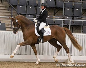 Quat Royal at the 2017 Hanoverian Stallion Approval :: Photo © Christina Beuke