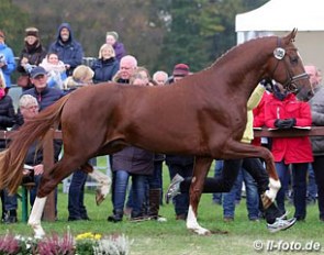 The Sezuan x Donnerhall x Weltmeyer x Grenadier colt that became the top seller of the 2017 Hanoverian Stallion Licensing :: Photo © LL-foto